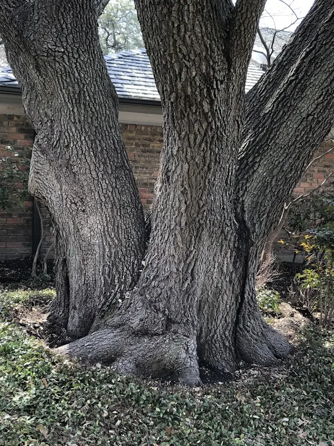 Mature heritage tree close to a Benedict property cared for by certified arborists
